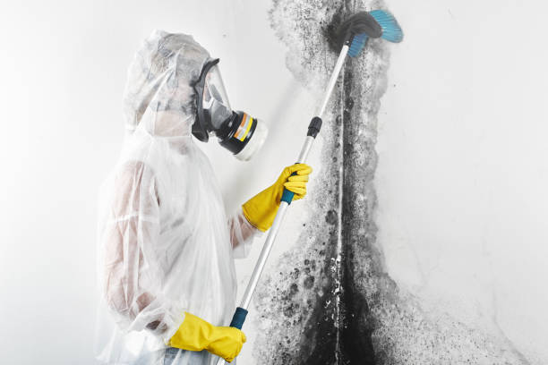 Best Mold Removal for HVAC Installations  in Bonne Terre, MO